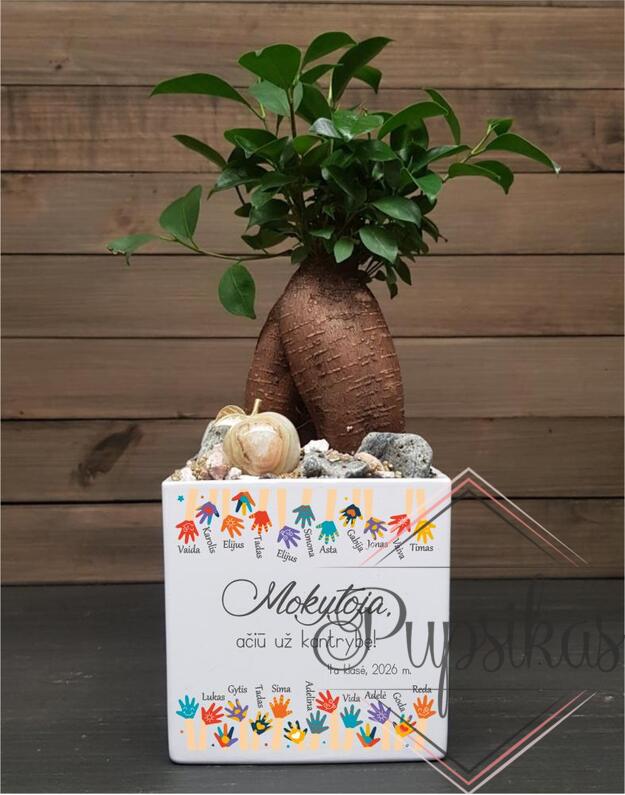 Vazonas PLN su spauda ir rankytėm „Mokytoja, ačiū už kantrybę“ su jūsų tekstu